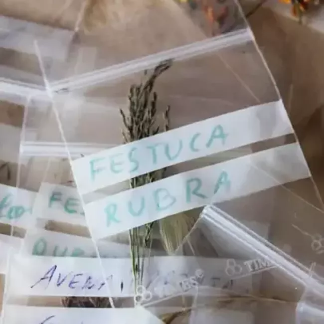 Tractament d’al·lèrgies a Igualada